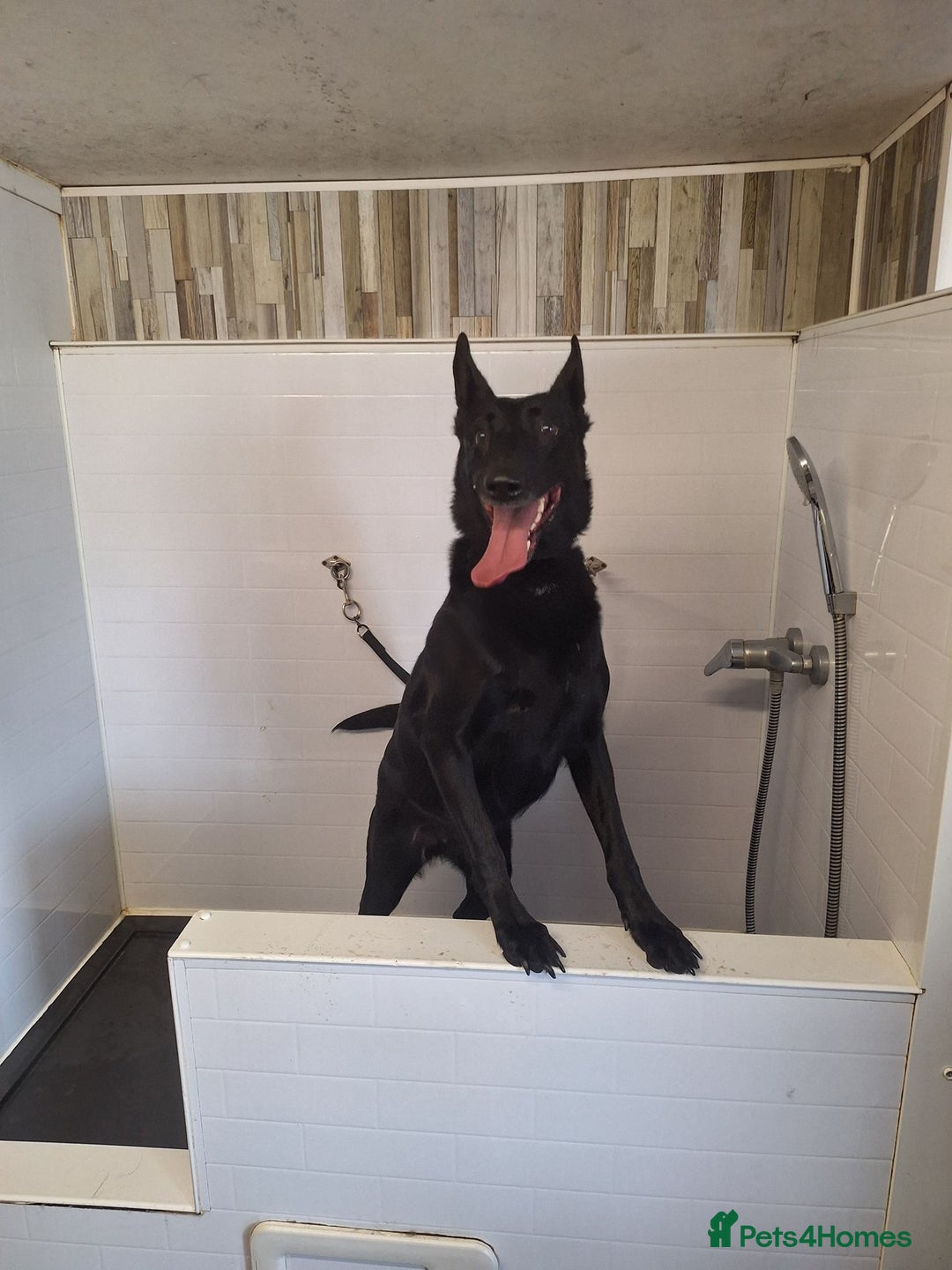 Belgian Shepherd Dog dogs for sale: Storm the Maligator  - Advert 3