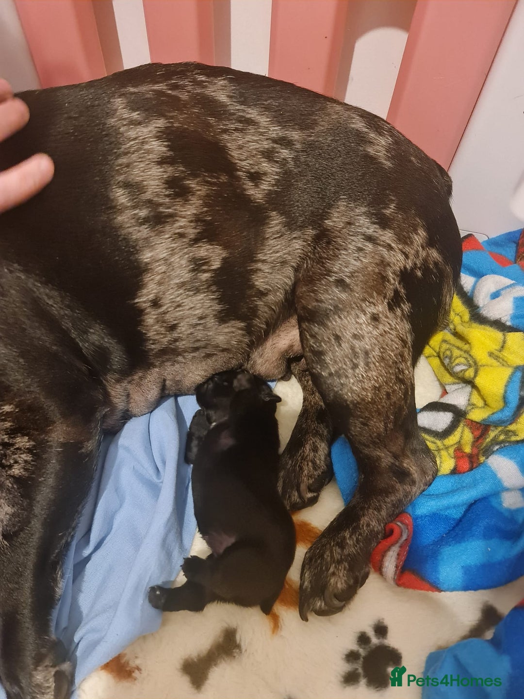 French Bulldog dogs for sale: French Bulldog Puppies - Advert 12