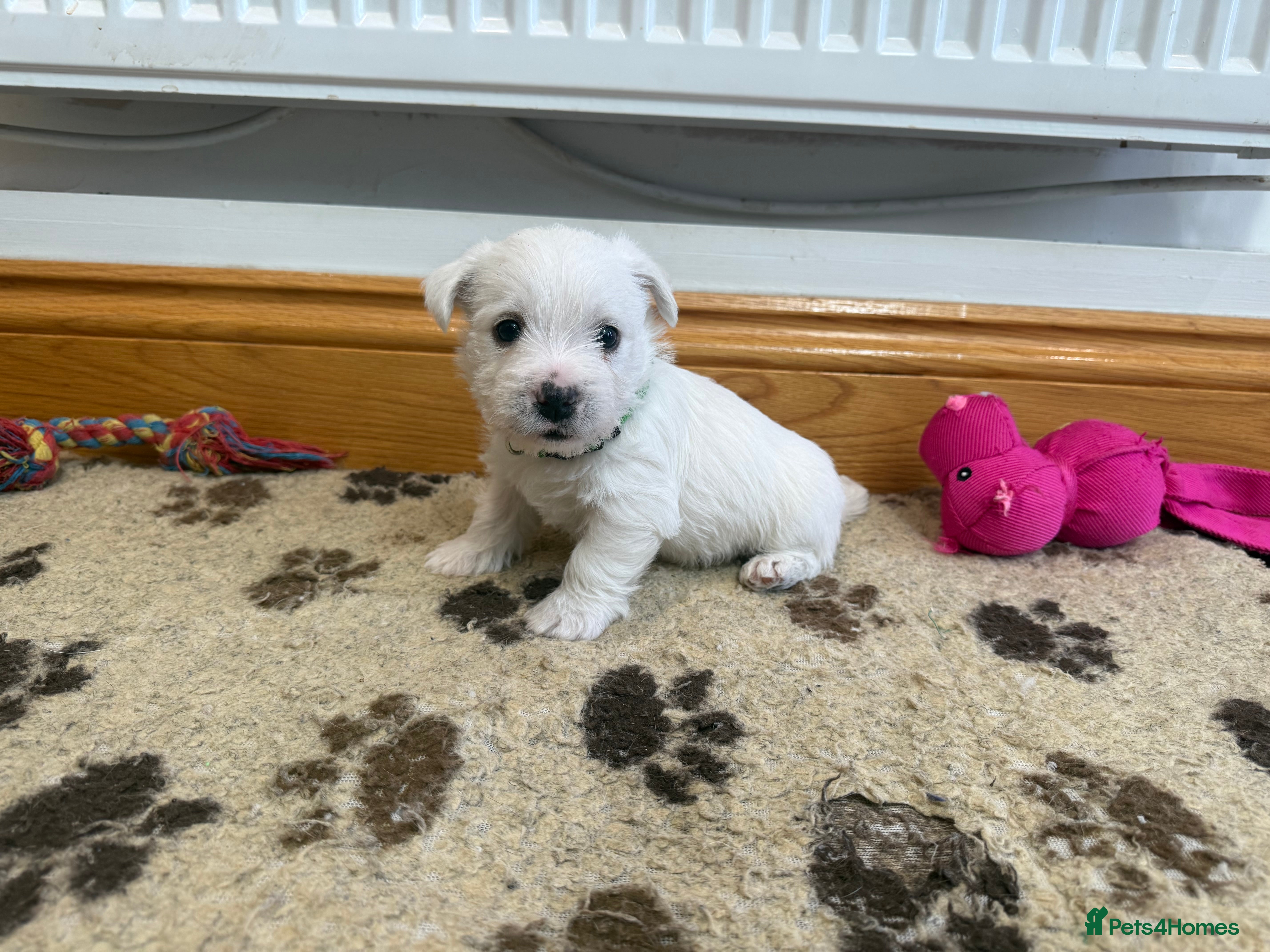 West Highland Terrier dogs KC REGISTERED BOYS AND GIRL  - Advert 1