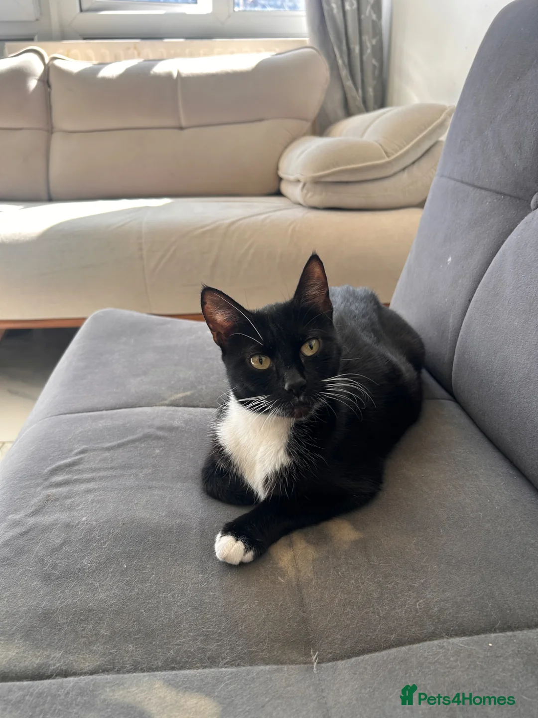 Mixed Breed cats for sale: Cat for sale - Advert 1