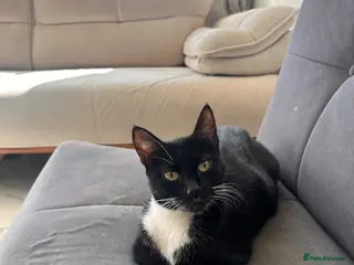 Mixed Breed cats Cat for sale - Advert 4