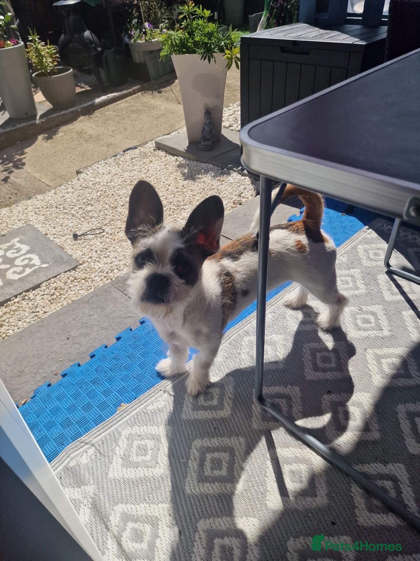 Mixed Breed dogs Angel  - Advert 16