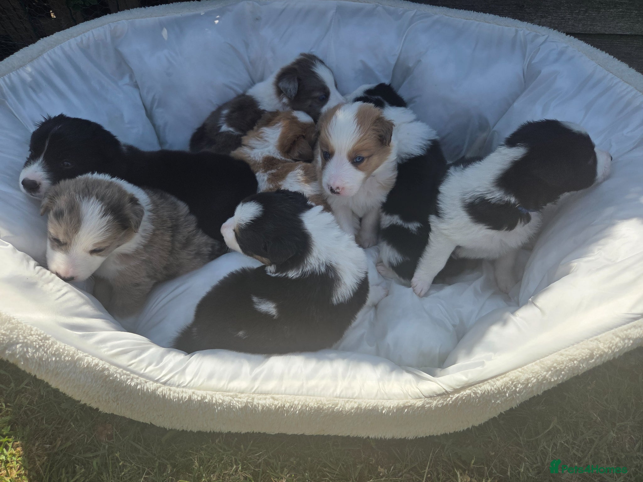 Border Collie dogs Border collie pups - Advert 8
