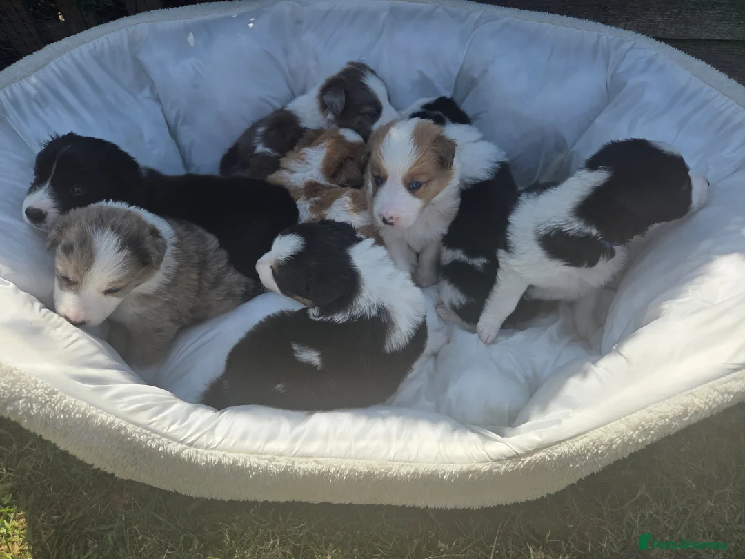 Border Collie dogs for sale: Border collie pups - Advert 1