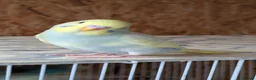 Budgerigars birds for sale: Hand tamed baby budgies for sale - Advert 2