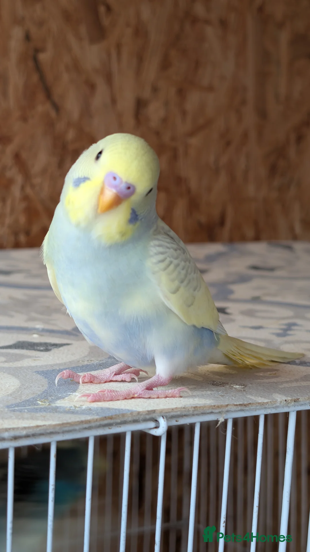 Budgerigars birds for sale: Hand tamed baby budgies for sale - Advert 2