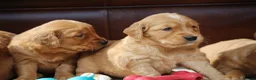Golden Retriever dogs for sale: Dark Red KC Reg Working Golden Retriever Puppies - Advert 3