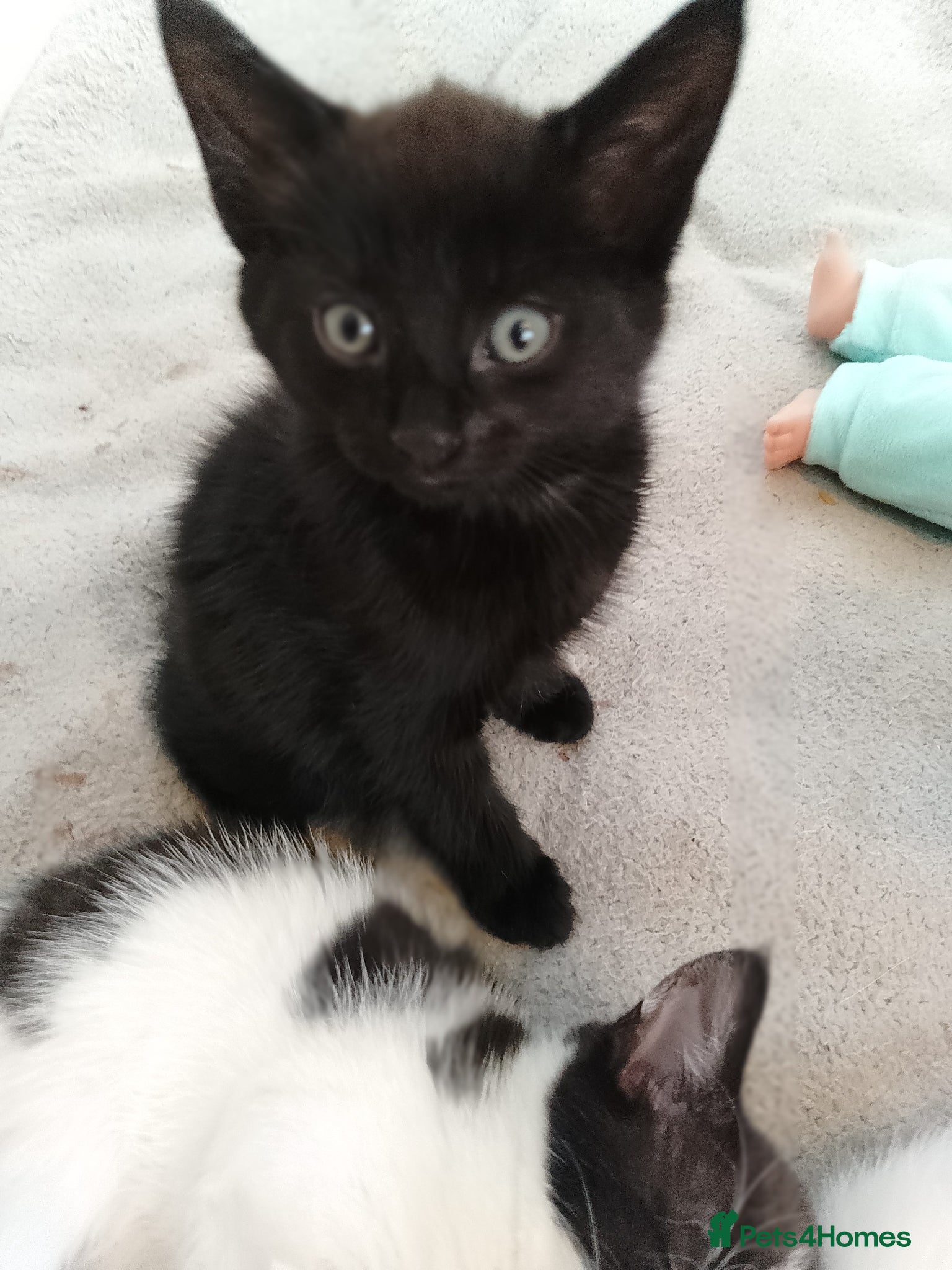 Mixed Breed cats for sale: Two kittens  - Advert 3