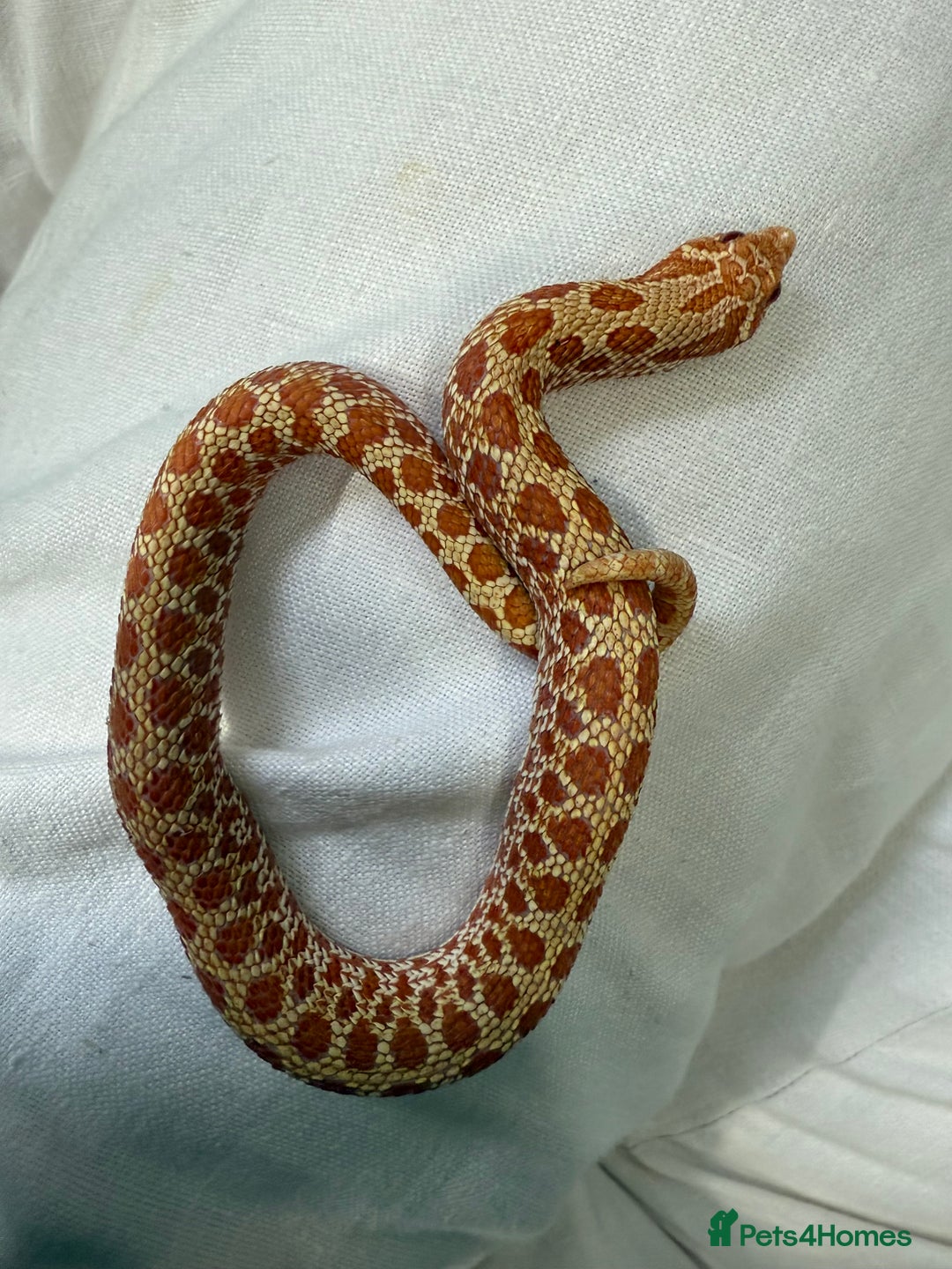 Snake reptiles for sale: CB24 Male Albino Western Hognose - Image 3