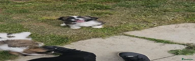 Cava Tzu Puppy 2