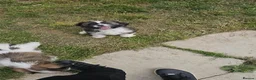 Cava Tzu dogs for sale: READY NOW stunning puppies  - Advert 4
