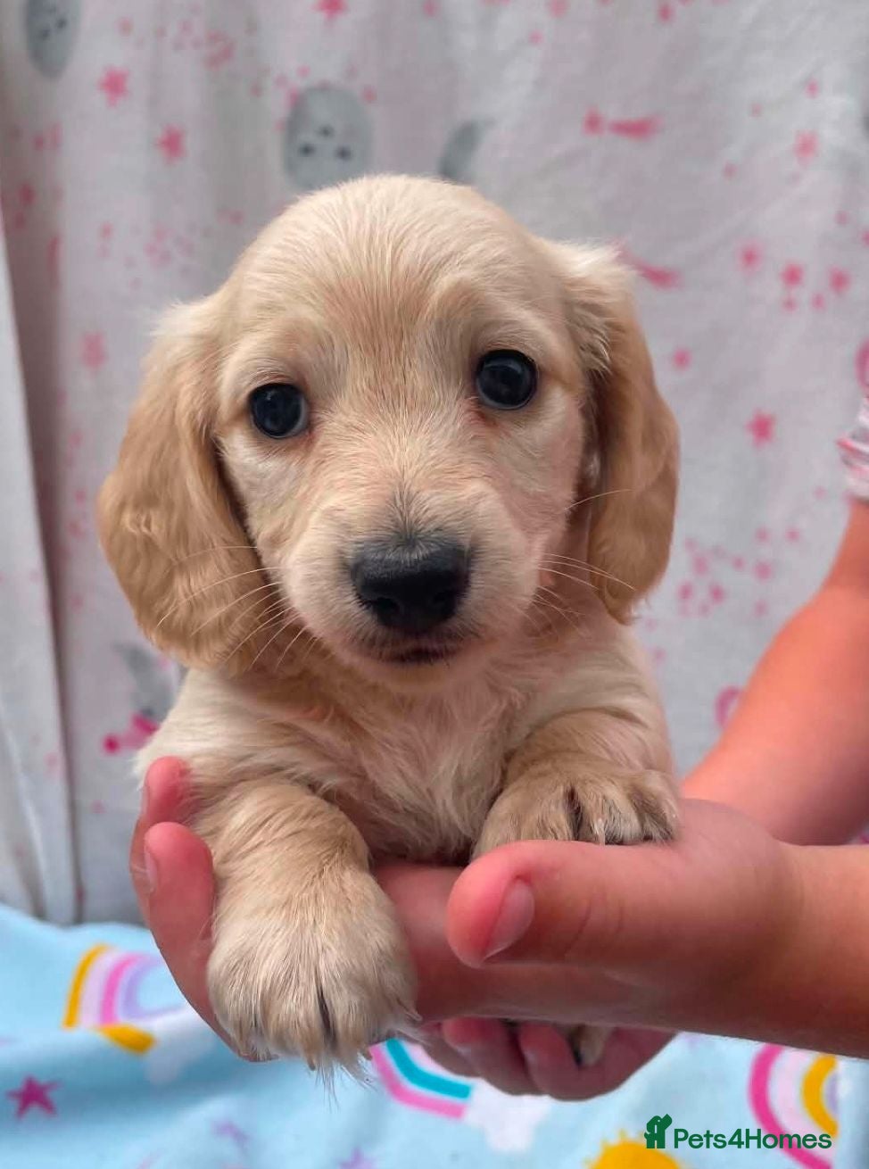 Miniature Dachshund dogs READY NOW Longhair cream mini dachshund puppys - Advert 1