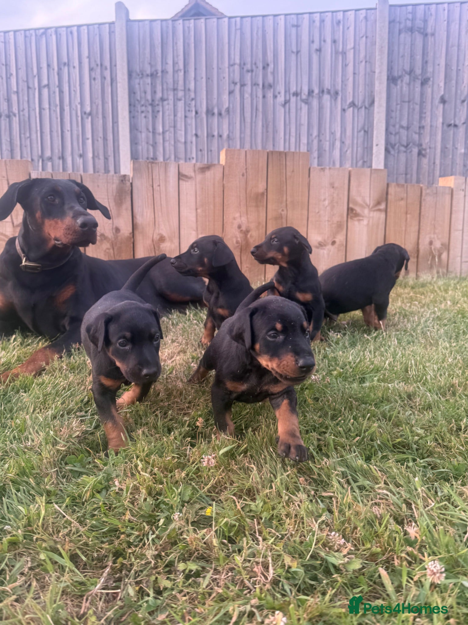 Dobermann dogs HOME BRED DOBERMAN PUPPIES - Advert 11