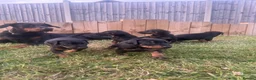 Dobermann dogs for sale: HOME BRED DOBERMAN PUPPIES in Billingshurst - Advert 1