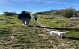 Mixed Breed dogs for sale: Eddie  - Advert 16