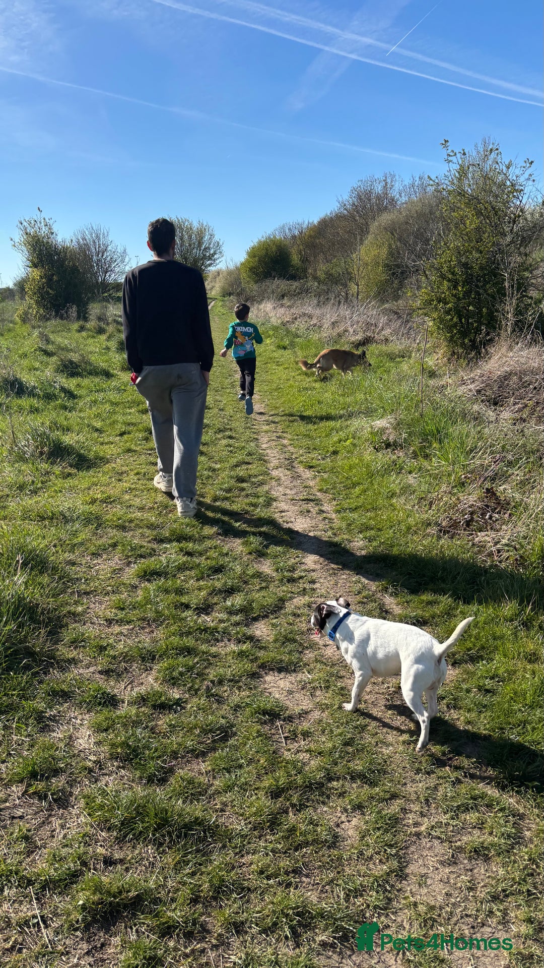 Mixed Breed dogs for sale: Eddie  - Advert 16