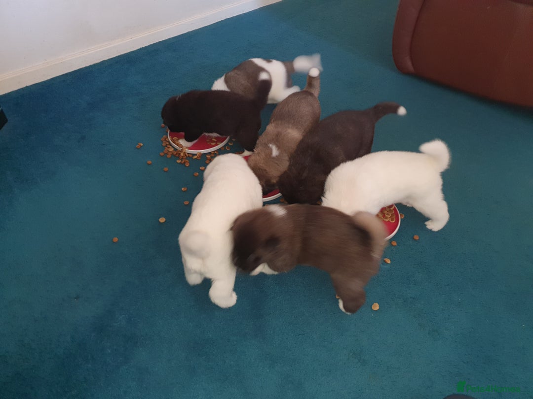Akita dogs for sale: 7 absolutely gorgeous American Akita pups - Image 5