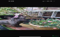 French Bulldog dogs for sale: Make French bulldog  - Image 1