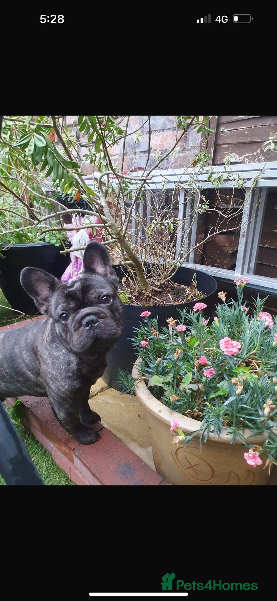 French Bulldog dogs for sale: Make French bulldog  - Image 1