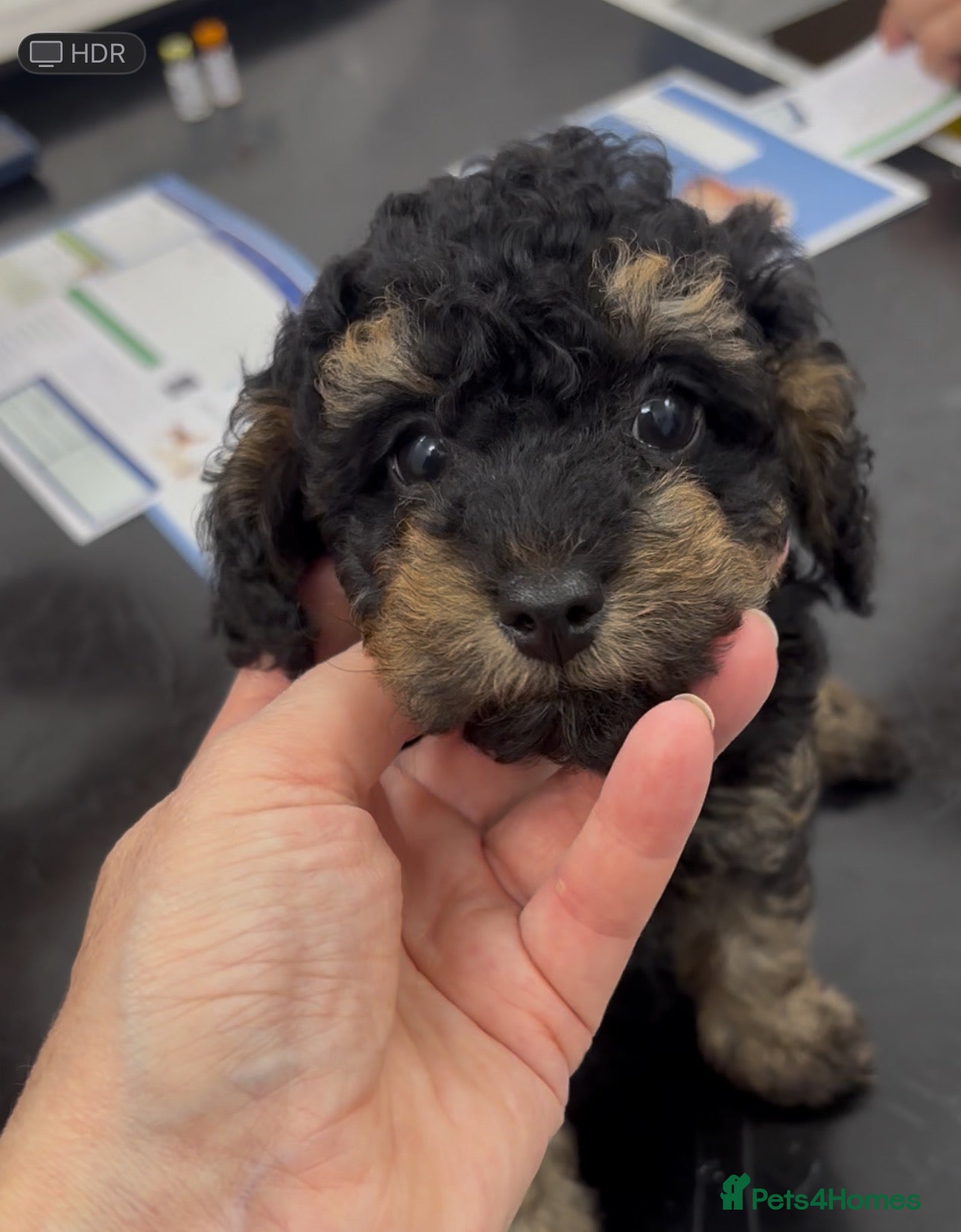 Toy Poodle dogs 3 Pedigree TOY POODLE GIRLS -ready now in Cheshire - Advert 2