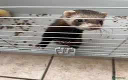 Ferret rodents for sale: 2 boy ferrets  - Image 5