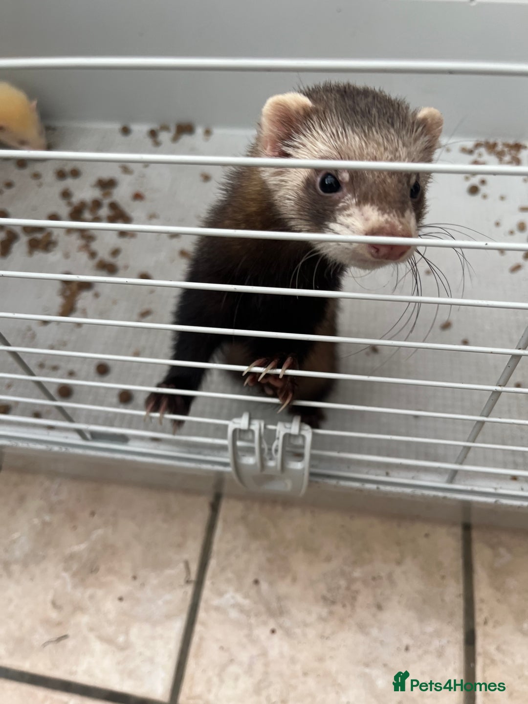 Ferret rodents for sale: 2 boy ferrets  - Image 5