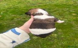 Yorkshire Terrier dogs for sale: Yorkshire terrier puppies - Image 11