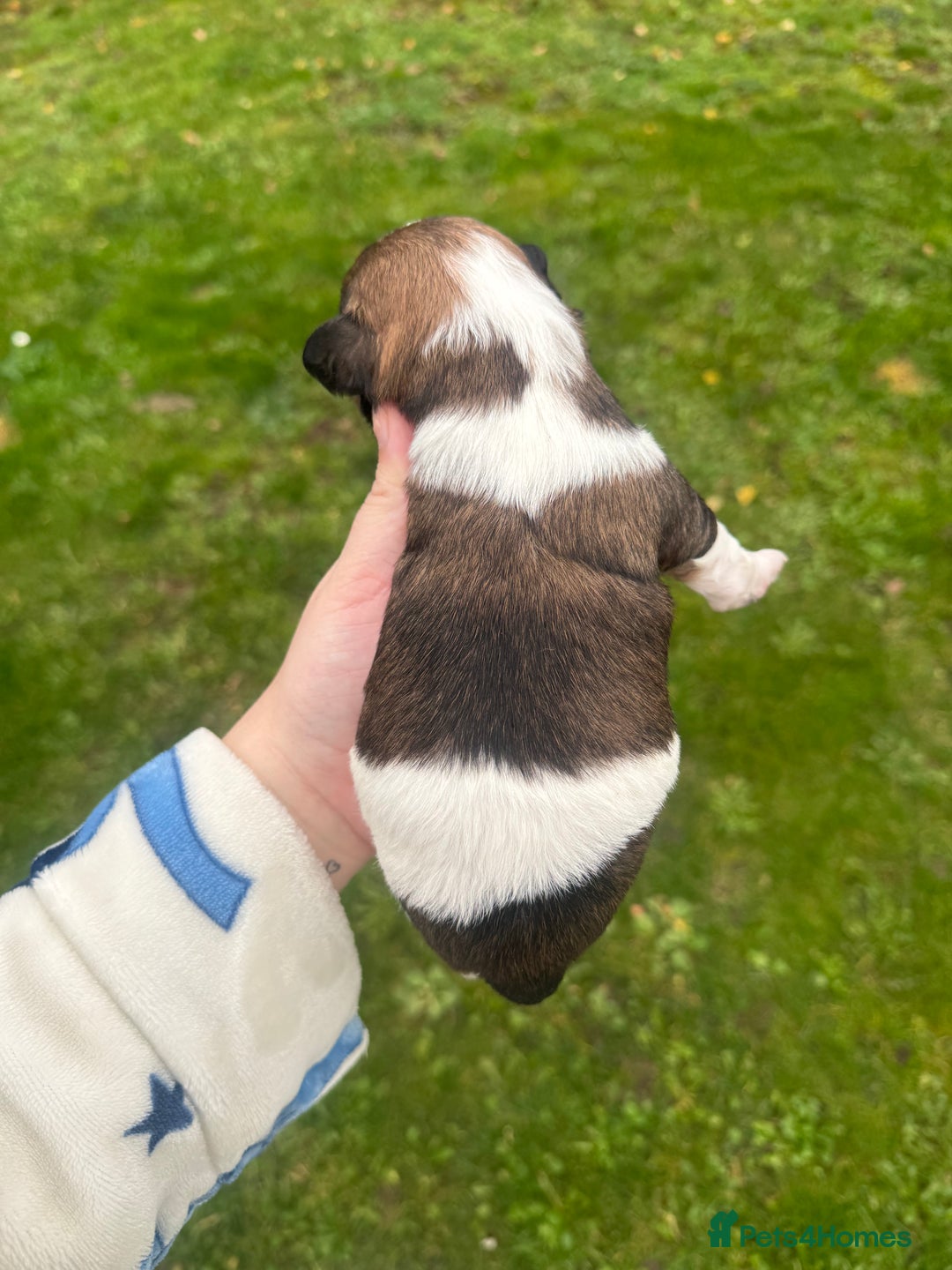 Yorkshire Terrier dogs for sale: Yorkshire terrier puppies - Image 11