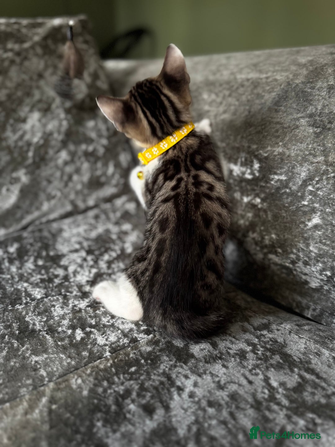 British Shorthair cats for sale: ✨🍑 PEACH & PISTACHIO 💚✨ - Image 12