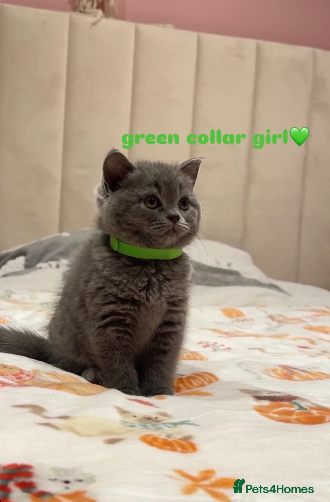 British Shorthair cats for sale: Gorgeous British Shorthairs - Advert 4