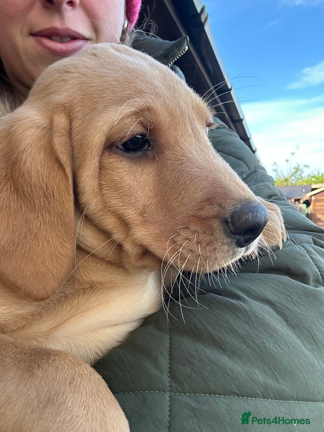 Labrador Retriever dogs for sale: Fox Red Labrador Puppies for Sale - Advert 30