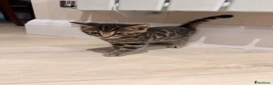 Bengal Kitten 2