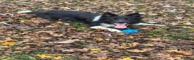 Border Collie Puppy 1