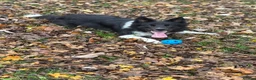 Border Collie dogs for sale: Border Collie - Advert 4