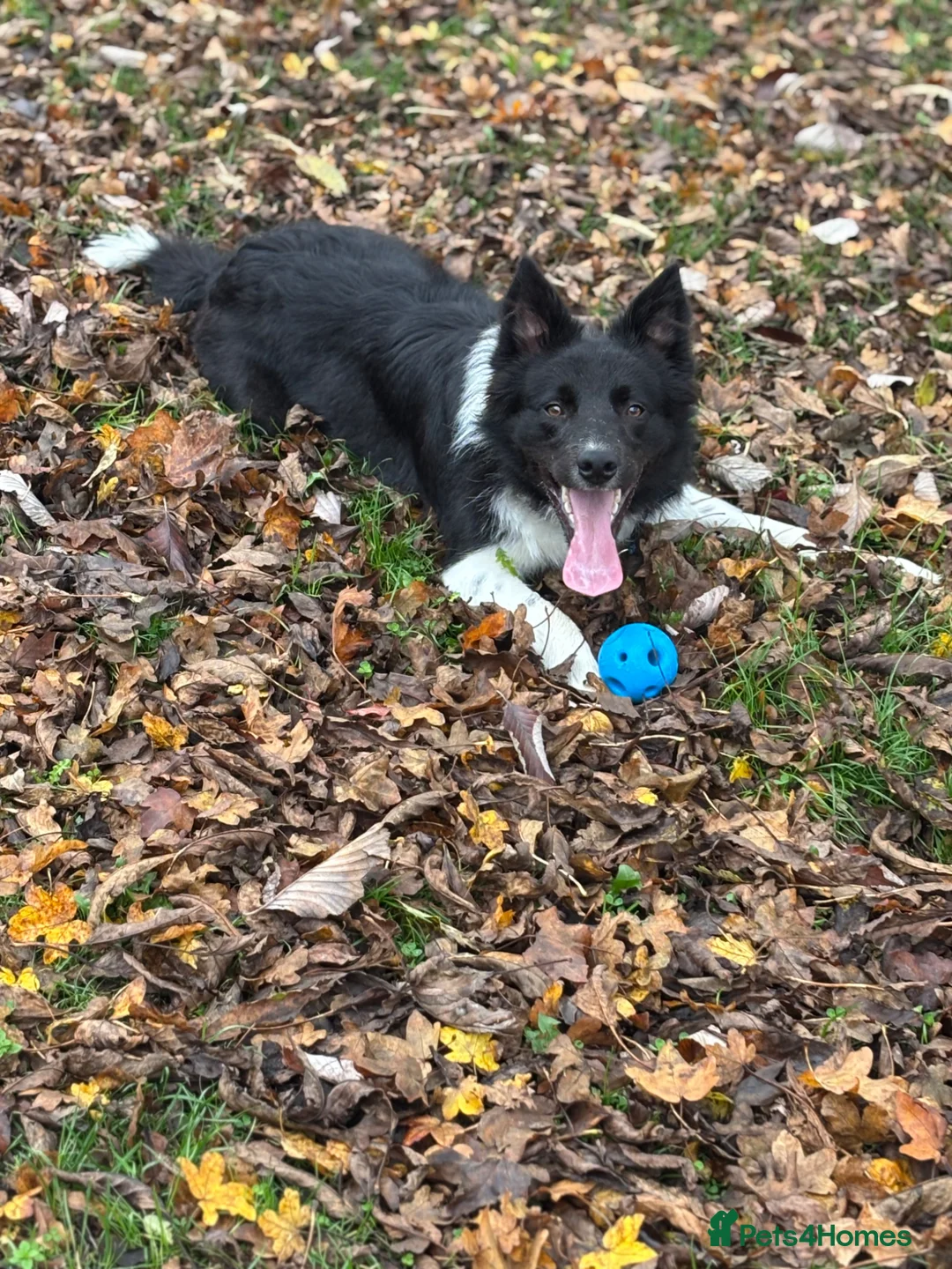 Border Collie dogs for sale: Border Collie - Advert 4