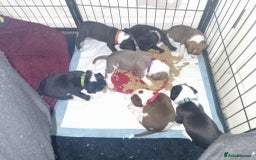 Mixed Breed dogs for sale: 3 Beautiful puppies looking for forever homes. - Advert 10