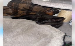 Bengal cats for sale: Kittens  in London - Image 4