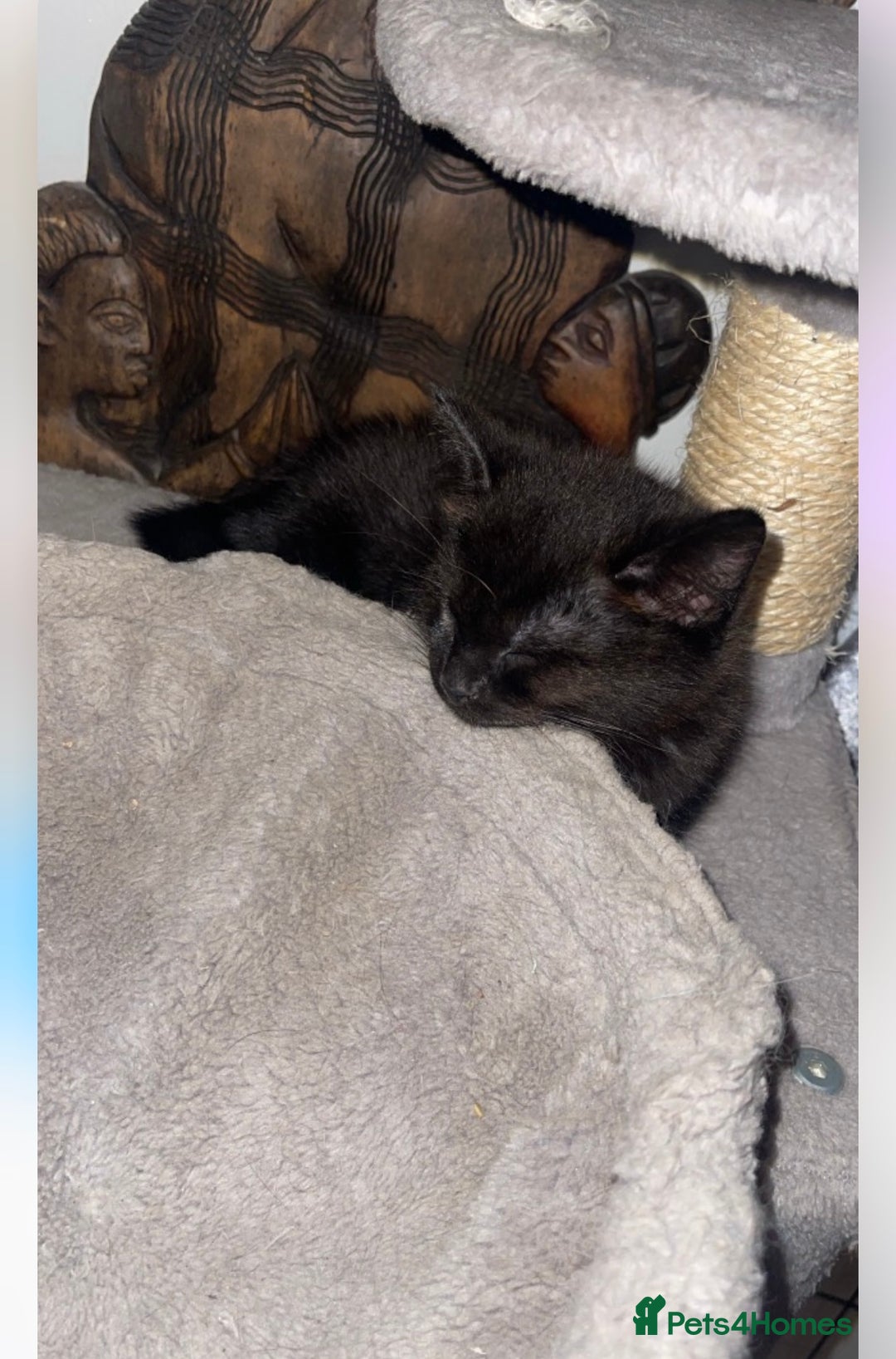 Bengal cats for sale: Kittens  in London - Image 4