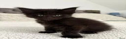 Maine Coon cats for sale: Black solid boy - Advert 4