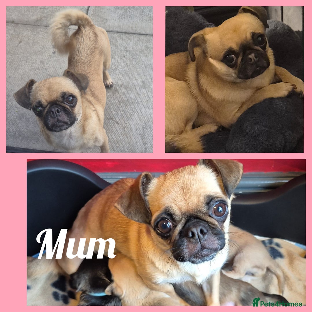 Chug dogs for sale: Chug female puppy - Advert 2