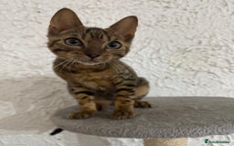Bengal cats for sale: Male bengal kitten  - Image 1