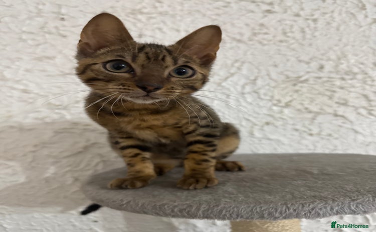 Bengal cats - Advert 9