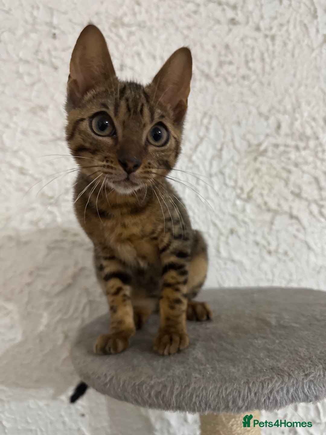 Bengal cats for sale: Male bengal kitten  - Image 1