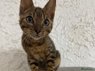 Bengal cats - Advert 10