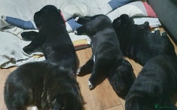 Mixed Breed dogs for sale: 3 beautiful bitches - Image 8