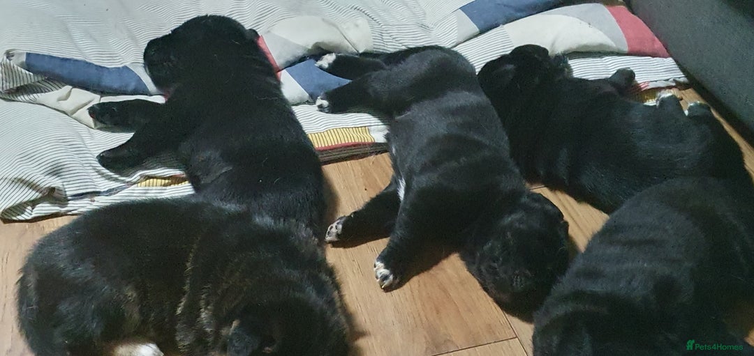 Mixed Breed dogs for sale: 3 beautiful bitches - Image 8