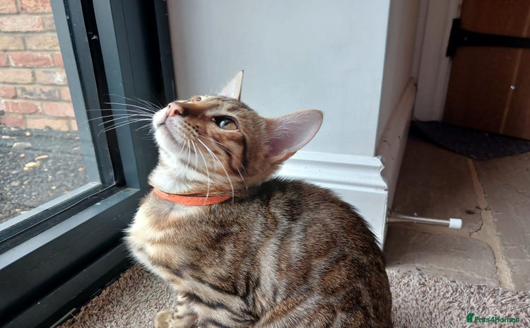 Bengal cats - Advert 1