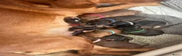 Cockerdor dogs for sale: Beautifully marked Cockerdor puppies - Advert 5