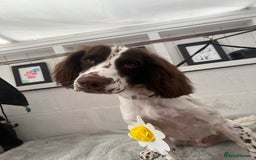Sprocker dogs for sale: Buddy the Sprocker - Image 2