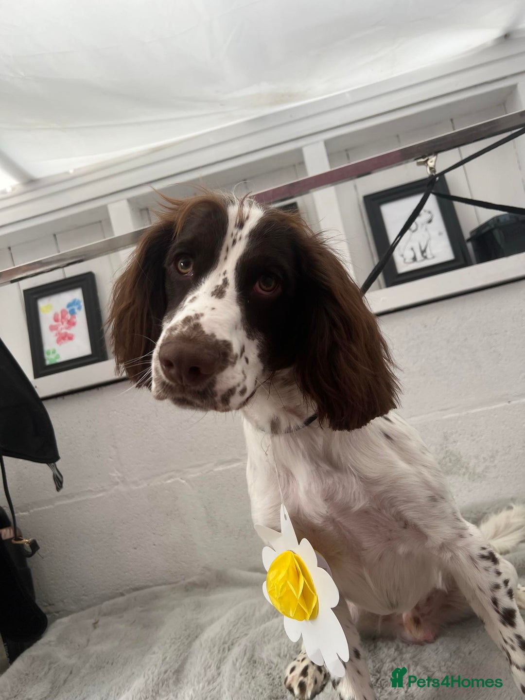 Sprocker dogs for sale: Buddy the Sprocker - Image 2